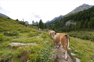 Hiking with cows on the Langgletscher in Valais, Bernese Alps, hiking trail, hike, Lötschental,