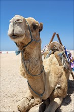 Dromedary (Camelus dromedarius), Arabian camel, camel riding, animal, farm animal, detail, funny,