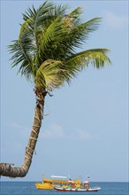 Sky-grown palm tree with longtail boats on the beach, crooked, crooked, island, holiday island,