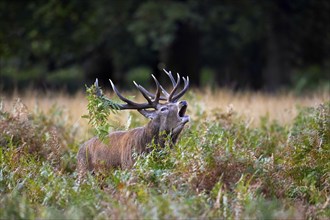 Red deer (Cervus elaphus) stag with antlers covered in ferns bellowing among bracken in woodland