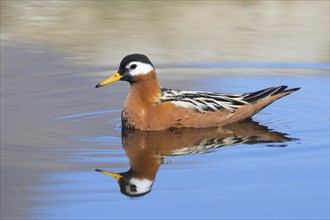 Red phalarope, grey phalarope (Phalaropus fulicarius, Tringa fulicaria) female in breeding plumage