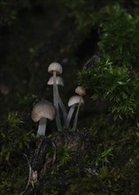 Fungi measuring just a few millimetres grow on a tree trunk covered with moss, macro photograph,