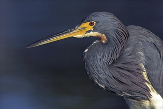 Tricolored heron (Egretta tricolor), foraging, Little Estero Lagoon, Sanibel Island, Florida, USA,