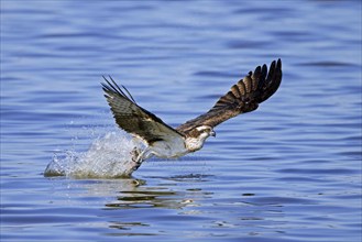 Western osprey (Pandion haliaetus) catching fish in its talons from water surface of lake in late