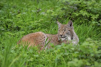 Eurasian lynx (Lynx lynx) resting in thicket of forest