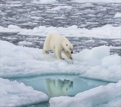 Polar bear (Ursus maritimus) on the pack ice at 82 degrees north reflected in the water, Svalbard