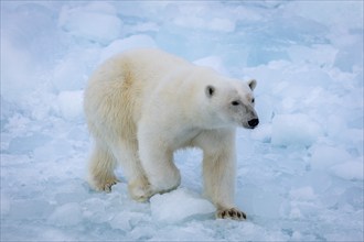 Polar bear (Ursus maritimus) on the pack ice at 82 degrees north, Spitsbergen Island, Svalbard and