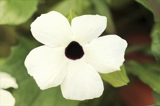 Black-eyed susan vine (Thunbergia alata), flower, ornamental plant, North Rhine-Westphalia,