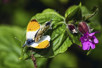 Pair of Orange-tip, Orange Tip, Anthocharis cardamines, butterflies during copulation