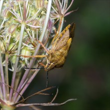 Tree bug species Carpocoris pudicus on fruit stand with prickly fruits, wild carrot (Daucus