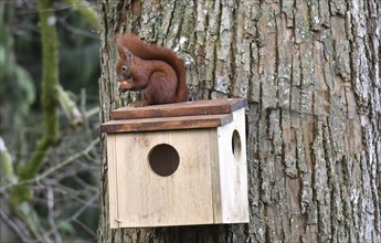 Squirrel (Sciurus) sits on sleeping house with a hazelnut on a lime tree and eats