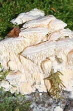 Thick-spined sponge mushroom (Spongipellis pachyodon) or broad-spined sponge mushroom, white