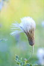 Delicate seeds of a thistle in autumn morning dew, soft light, blurred background, symbolic image