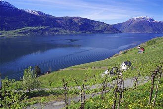 Vast landscape with fjord, green hills and snow-capped mountains under a blue sky, spring,