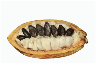 Cocoa tree (Theobroma cacao), halved cocoa fruit with pulp and cocoa beans