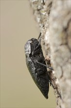 Peach jewel beetle (Capnodis tenebrionis), Provence, southern France