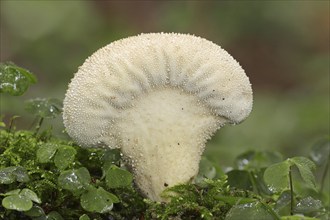 Bottle russula (Lycoperdon perlatum, Lycoperdon gemmatum), North Rhine-Westphalia, Germany, Europe