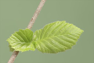 Common hazel or common hazel (Corylus avellana), leaves, North Rhine-Westphalia, Germany, Europe