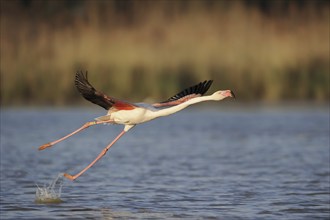 Greater flamingo (Phoenicopterus roseus) taking off, Camargue, Provence, southern France