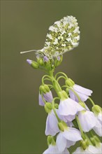 Orange tip (Anthocharis cardamines) on inflorescence of cuckoo flower (Cardamine pratensis), North