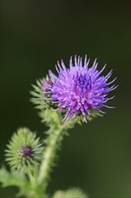 Common thistle (Cirsium vulgare, Cirsium lanceolatum), flowering, North Rhine-Westphalia, Germany,