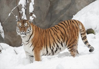 Siberian tiger (Panthera tigris altaica) standing in the snow, captive, Germany, Europe