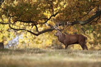 Red deer (Cervus elaphus) adult male stag in a woodland in autumn, England, United Kingdom, Europe