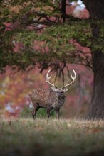 Sika deer (Cervus nippon) adult male buck standing on the edge of a woodland in the autumn,