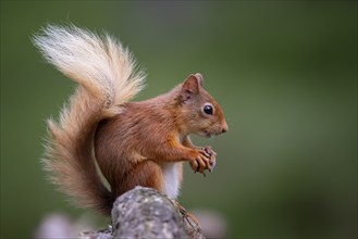 Squirrel (Sciurus), forest, Aviemore, Scotland, Great Britain