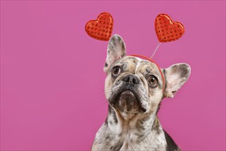 Funny French Bulldog dog wearing Valentine's Day headband with red hearts on pink background