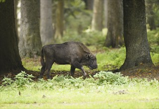 European bison (Bison bonasus) in Bavarian Forest National Park, Bavaria, Germany, Europe