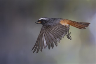 Common redstart (Phoenicurus phoenicurus), male in flight, North Rhine-Westphalia, Germany, Europe