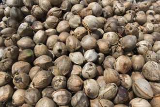 Coconuts, fruits of the coconut palm (Cocos nucifera), for the production of copra, Koh Samui,