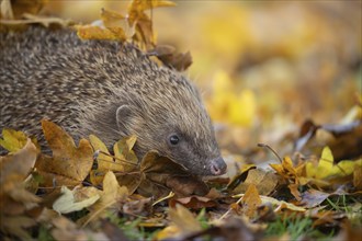 European hedgehog (Erinaceus europaeus) adult animal on fallen autumn leaves, England, United