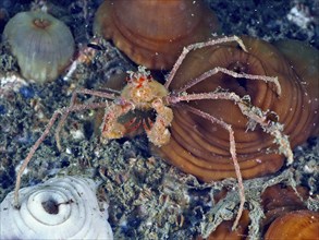 A long-legged scorpion spider crab (Inachus), sea spider, on a reef under water. Dive site Rinvyle,