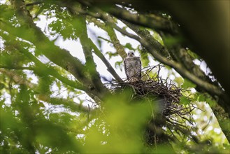 Young eurasian sparrowhawk (Accipiter nisus), Germany, Europe