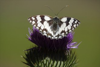 Marbled white (Melanargia galathea), July, Saxony-Anhalt, Germany, Europe