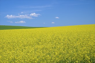 Field with yellow rape and green meadow, above a bright blue sky, Mönchberg, Miltenberg, Spessart,