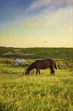 Two horses eating grass together in the field, hill with two horses eating grass, two horses in a