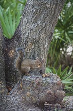 Grey squirrel perched on a tree stump eating peanuts