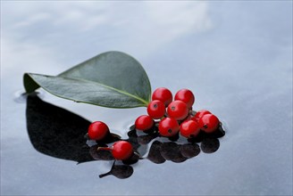 Holly, berries and leaf of holly in water