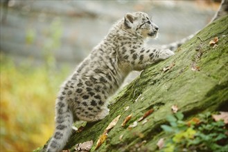 Snow leopard (Panthera uncia) or (Uncia uncia) cute cub in a forest, captive