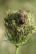 Italian striped bugs (Graphosoma lineatum), July, Saxony, Germany, Europe