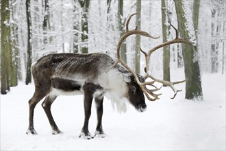 Reindeer (Rangifer tarandus), male in winter, captive, Germany, Europe