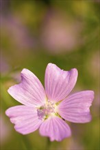 Musk mallow (Malva moschata), close-up, in a sunny meadow in summer, Spessart, Bavaria, Germany,