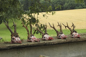 European roe deer (Capreolus capreolus) Roebuck trophies in front of processing, Lower Austria,