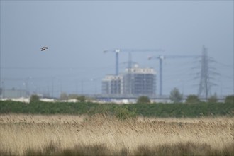 Marsh harrier (Circus aeruginosus) adult bird in flight with an urban environment in the