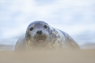 Grey seal (Halichoerus grypus) adult animal resting on a seaside beach, Norfolk, England, United