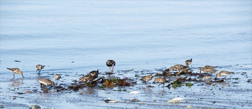 Dunlin (Calidris alpina), ruddy turnstone (Arenaria interpres) and sanderlings (Calidris alba),