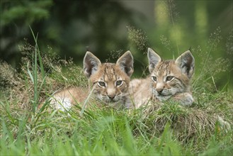 Young lynx (Lynx lynx), Haltern, North Rhine-Westphalia, Germany, Europe